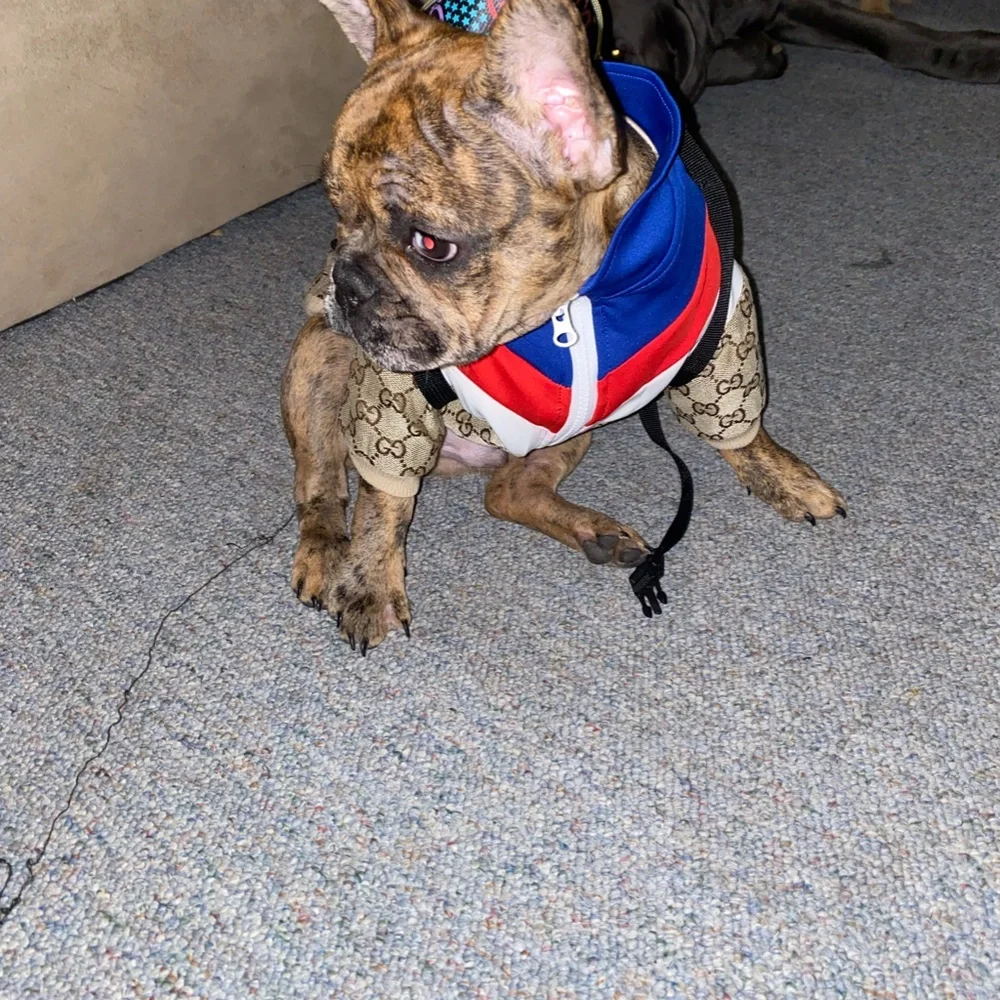 Hawaiian Doggy Coat